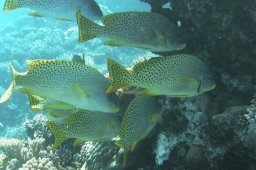 20020930_1_Hamda_0043